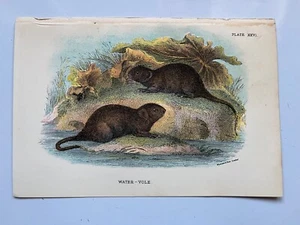 Wasserwühlmaus antike viktorianische Chromolithographie 1896 - Bild 1 von 2