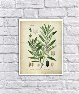 Farmhouse Decor Olive Print #2 unframed Kitchen decor Chef Gift Botanical Art - Picture 1 of 2