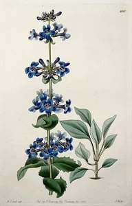 1828 Beardtongue, S. Watts, copper engraving, fine original hand colour - Picture 1 of 2