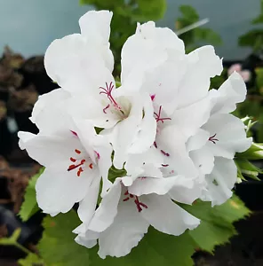 White Swan Regal Pelargonium x 1 Plant -------------------- Geranium - Picture 1 of 5
