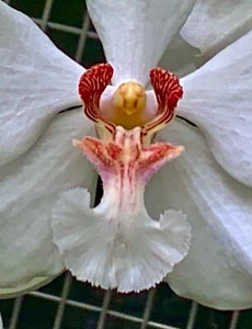 Vanda Species NEW kräftige Pflanze Orchidee Orchideen - Bild 1 von 5