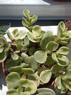 Portulacaria Afra Variegata Plante Succulente Racine Pot 5 Cm
