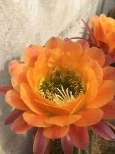 Echinopsis Hybrid 'Apricot Glow' Gorgeous Multicolored Flowers - Picture 1 of 9