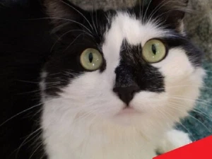 BESYA THE CAT 🐱 Canada photo virtual post card #A12J1c by A.S. - Photo 1 sur 1