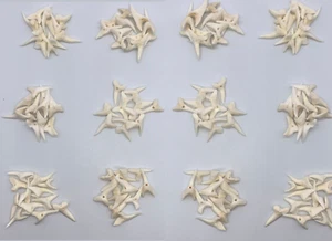 Mako Shark teeth real natural for making jewelry 0.75" in 120 pieces - Picture 1 of 12