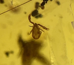 Nice but tiny Pseudoscorpion in amber from the Dominican Republic fossil - Picture 1 of 9