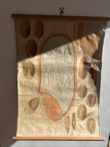 Vintage Soviet School Chart Wheat Grain Germination Educational Decor - Foto 1 di 6