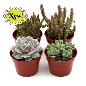 Assorted Succulent Variety-20 Pack - Picture 1 of 2