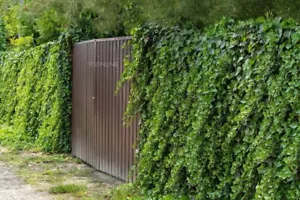 60 Persian Ivy Plant Seeds Outdoor Fencing Privacy Screening Fence AUSTRALIA - Picture 1 of 3