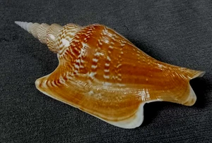 Strombus listeri 120 mm F+++/GEM nice DARK pattern collection WOW!!! - Picture 1 of 8