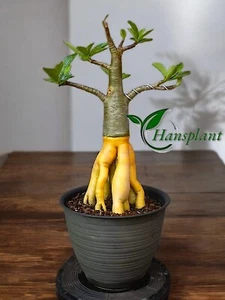 Adenium Pagoda Style Somalen Golden Root Long Caudex - Picture 1 of 2