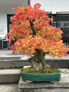 Joe Bonsai BIG  Acer Buergerianum über Stein Dreispitz Ahorn Schale China Seltem - Bild 1 von 3