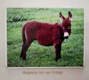 BABY DONKEY / FOAL FRIDGE MAGNET - M371 F - Picture 1 of 1