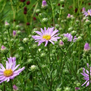  Sommeraster - Aster amellus 'Rosa Erfüllung' Staude 0,5 Liter Topf winterhart - Bild 1 von 2