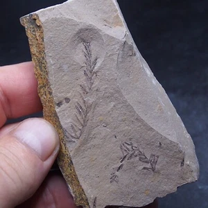 94gr Sequoia leaves Fossil Plant Metasequoia sp. 36 - Picture 1 of 8