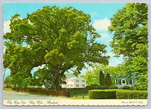 The Old Wye Oak Wye Mills Maryland MD 4x6 MINT Postcard - Picture 1 of 2