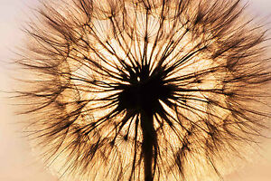 STUNNING ABSTRACT DANDELION FLOWER SUNSET #823 CANVAS PICTURE WALL ART A1