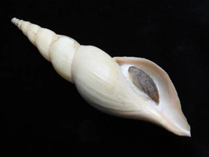 Sea shell Fusivoluta barnardi 123,7 mm ID#6707 - Imagen 1 de 4