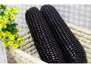 5 SEMI DI MAIS NERO MORADO "SPEDIZIONE GRATUITA" - Foto 1 di 1