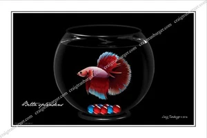 Betta,splendens,betta splendens,Siam,Kampf,Fisch,Schale,Aquarium,Tropisch - Bild 1 von 2