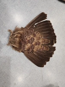 PL9 Grouse Feathers Full Tail Fan Skin - Picture 1 of 4