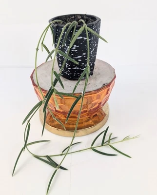 Hoya Linearis Rooted & Thriving Strands Up To 18" Rare Tropical Plant 2 inch Pot - Image 1 of 3