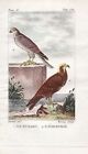 Sperber Weihen Bussard Buteo Vögel Vogel bird oiseaux engraving Buffon 1780