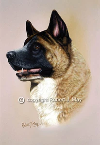 Akita Head Study Print by Robert J. May - Foto 1 di 1