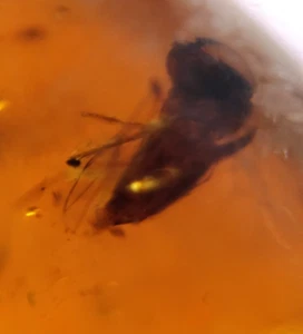 MA242 Ámbar Birmano fósil con insecto de 99 millones años Fósiles - Foto 1 di 14