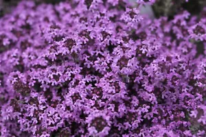 Creeping thyme Thymus serpyllum purple 14000 seeds + FREE PLANT LABEL + FREE P&P - Picture 1 of 1