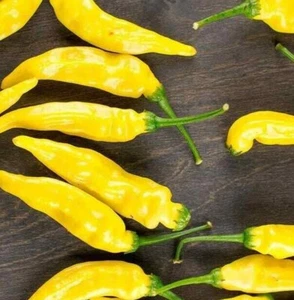 CHILLI Aji Pineapple seeds 20+ Stunning aroma fragrant easy to grow chilli - Picture 1 of 1