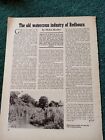 61-7 Ephemera 1970S Article Watercress Industry Redbourn Helen Keeley