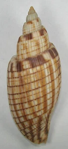 VOLUTA KURODAI 93.35mm BEAUTIFUL SPECIMEN off Nha Trang, Vietnam - Picture 1 of 2