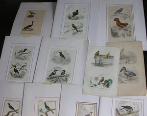 Oiseaux du XIXème siècle. Histoire Naturelle, 40 pls Traviès, De Seve, Furne. - Picture 1 of 3