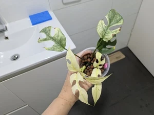 variegated rhaphidophora tetrasperma White Mint (plant w/8leaves+2 NEW SHOOTS) - Picture 1 of 14