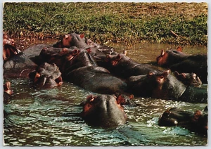 Postcard East Africa Bloat of Hippopotamuses in Watering Hole UNP - Bild 1 von 2
