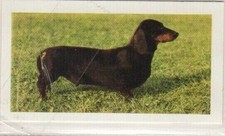 Hornimans Tea Dog Cards 1961. Dacshund (smooth haired)