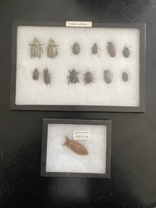 Colección Coleoptera en Vitrinas Antigua Escuela - Imagen 1 de 15
