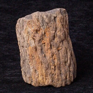 Raíz de árbol licópido fósil estigmaria lepidodendro y/o sigillaria - Imagen 1 de 5