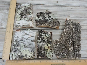 5 Weiß Silber Birke Baum Rinde Stücke Natürliches Handwerk Zum Selbermachen Deko Flechten 2 ~ 4" Breite 3 ~ 7" Länge - Bild 1 von 8