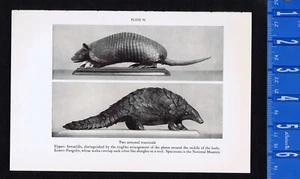 Kangaroo Rat, Armadillo & Pangolin - 1934 Smithsonian Print - Picture 1 of 2