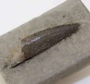 Rochenfisch, Saurocephalus, Kreide, Alb, Gault, Folkestone, Kent, UK-L314 - Bild 1 von 4