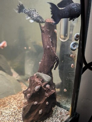 5 caracoles juveniles vivos leopardo azul caracol de agua dulce Foto 1 de 4