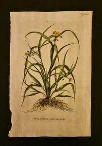 Munting Antique flower print Botanical Engraving,17th Century, original - Picture 1 of 1