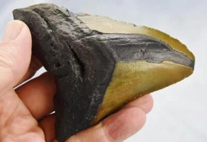 Megalodon Shark Teeth XLG Real FOSSIL 5 - 24 million year old 117mm 4.6" 633dd - Picture 1 of 10