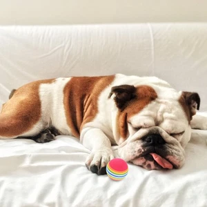 10 Pezzi Giocattolo Interattivo per Gatti Esercizio per Animali Domestici Palla Arcobaleno Giocattoli Galleggianti - Foto 1 di 12