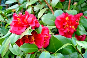 10 LONGWOOD CENTENNIAL CAMELLIA SEEEDS - Camellia japonica 'Longwood Centennial' - Picture 1 of 2