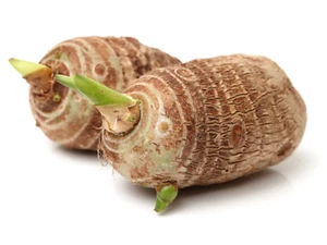 20 LIVE Colocasia Esculenta Elephant Ear Taro Gabi Kalo Eddo Bulbs READY to GROW - Picture 1 of 3