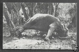Hunting caught Elephant attached Tree Ceylon stamp 1911 - Picture 1 of 1