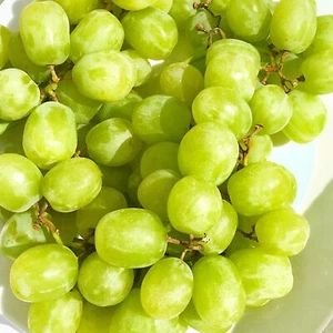 5+ Cutting Cotton Candy Grape Stem (Vitis vinifera) Fresh Cut - Picture 1 of 11